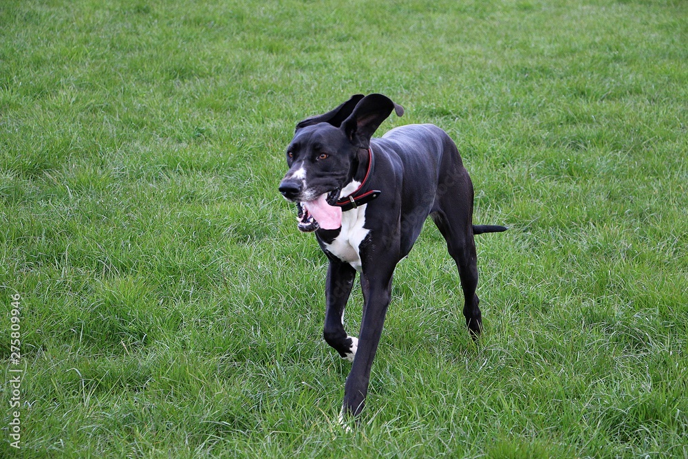 funny black and white great dane is running in the garden funny black and white great dane is running in the garden