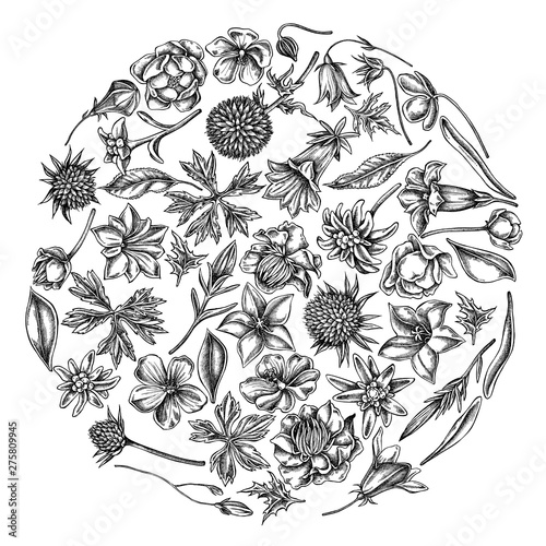Round floral design with black and white bellflower, edelweiss, globethistle, globeflower, meadow geranium, gentiana