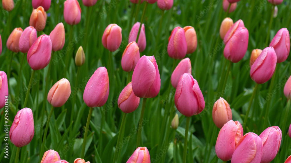 pink tulip flowers in spring garden, park.