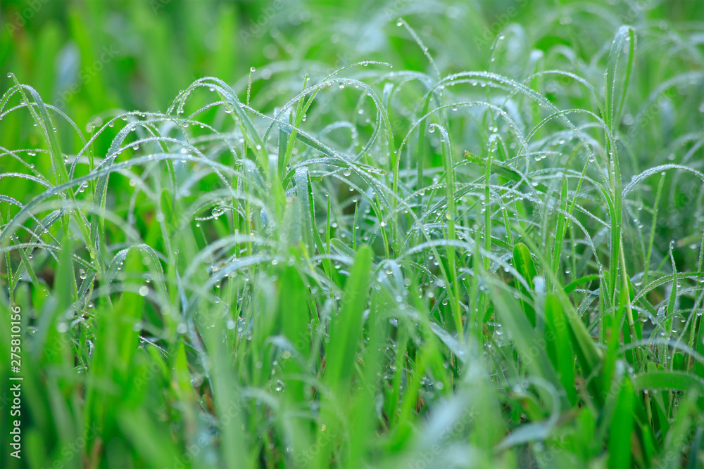 Fototapeta premium Morning dew drops on grassy field