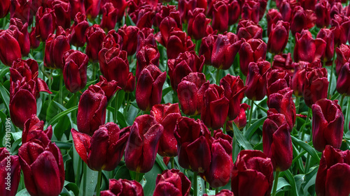 dark red  purple tulip flowers in spring garden.