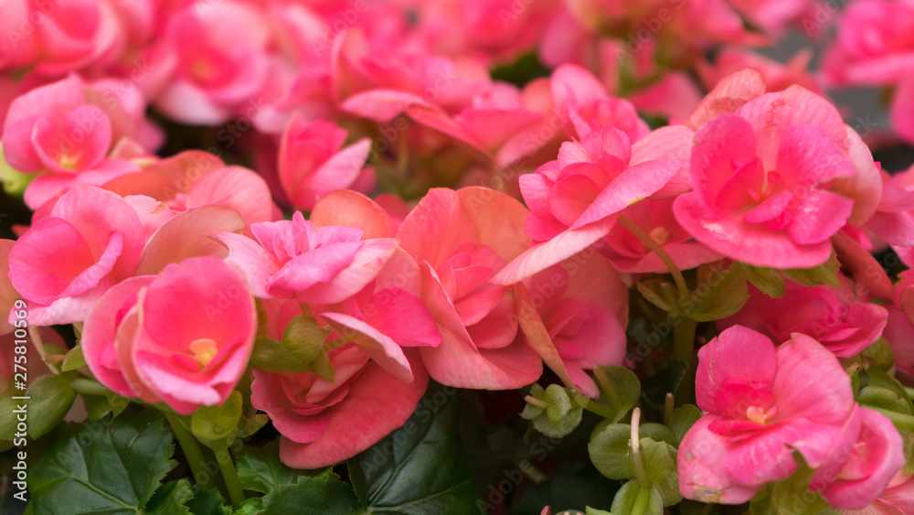 pink flowers of Begonia grandis, lovesickness, bitter love.