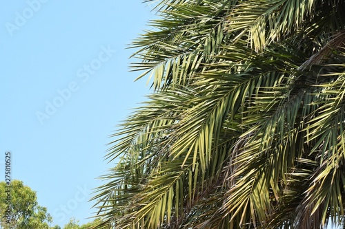 Beaut  ful Green palm leaf background