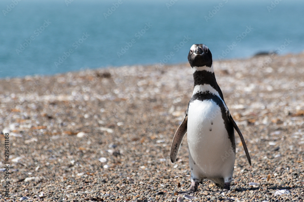 Obraz premium Pingüino de Magallanes