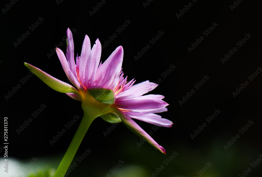 Obraz premium pink lotus on black background