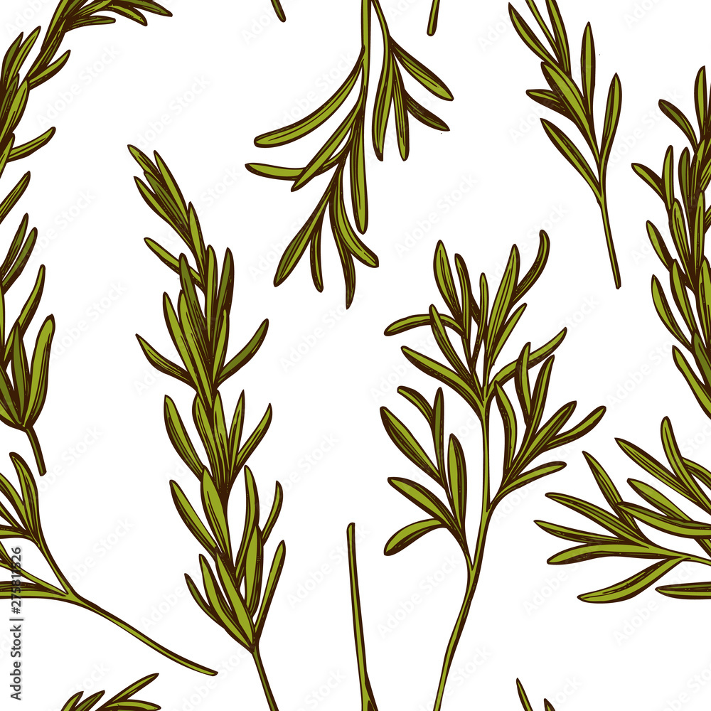 Fototapeta premium Seamless pattern with hand drawn colored rosemary