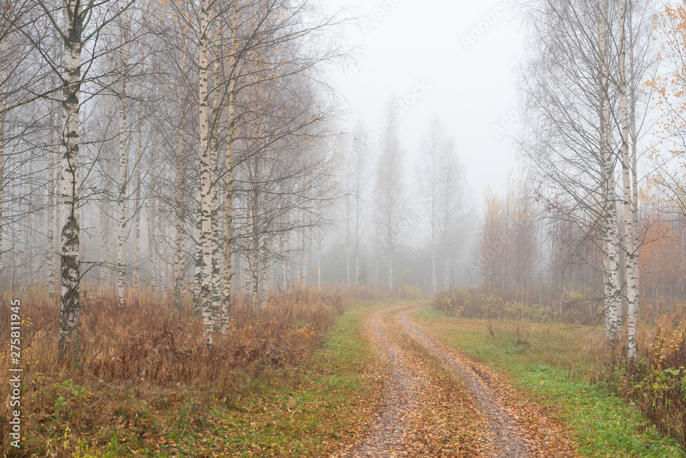 Obraz premium Dirt road winding through foggy autumn landscape.