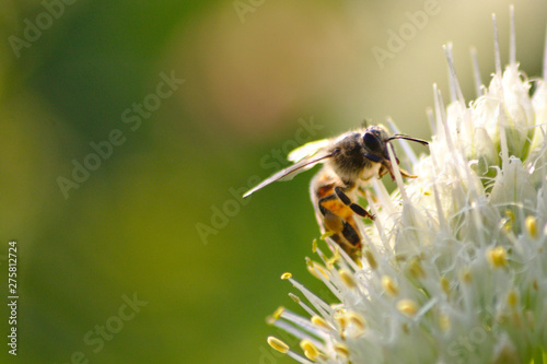 Fleißige Honigbiene bestäubt ausdauernd eine weiße Blüte auf der Suche nach Nektar für Honig und Blütenpollen wird bedroht durch die Varroamilbe