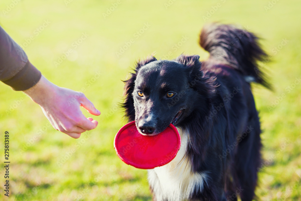 Obedient purebred border collie dog playing outdoors as fetching the frisbee  toy back to master. Adorable, well trained puppy enjoying a sunny day.  Friendship between owner and pet. Stock Photo | Adobe