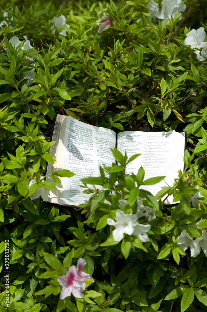 Fototapeta Open Bible outdoor in Isaiah 40:7 with green leaves and azalea flower around. Verical shot.