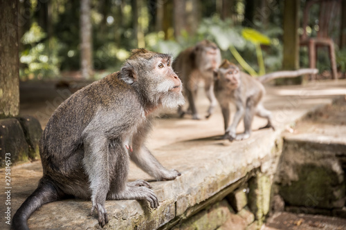Long-tailed macaque on Bali island