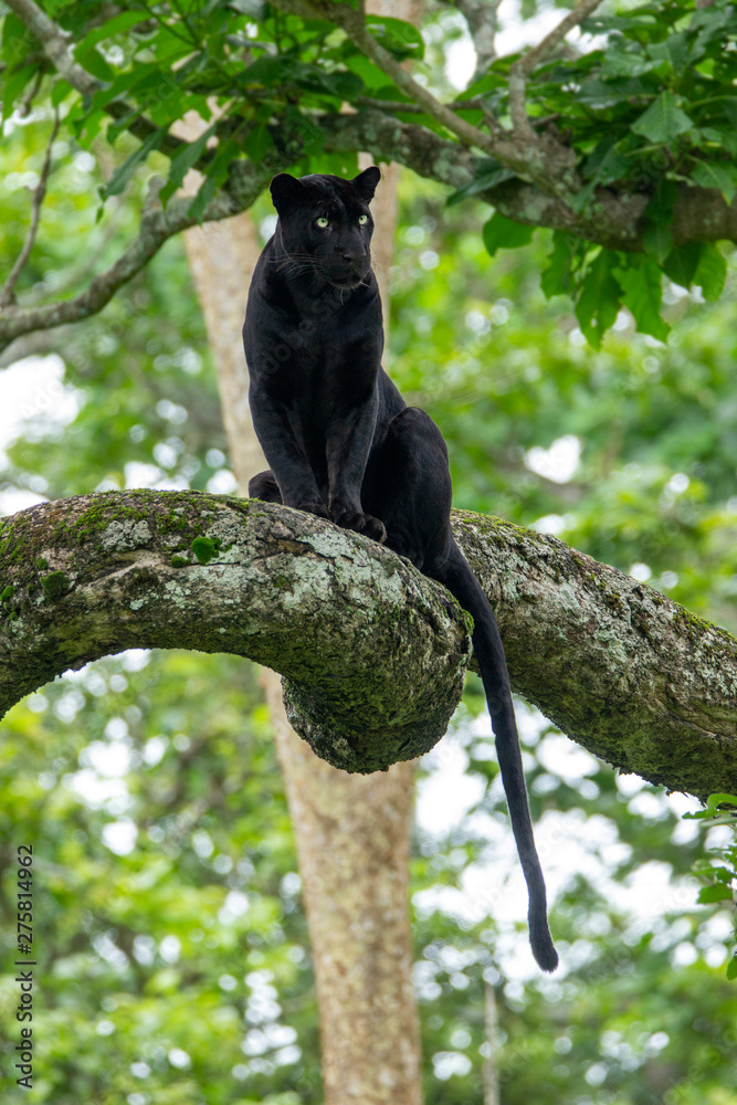The black panther in his habitat .The rare pose captured Stock Photo |  Adobe Stock
