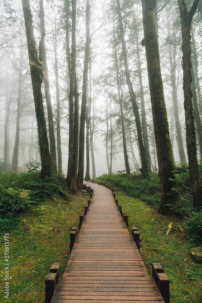 Wooden walkway that leads to Cedar trees in the forest with fog in Alishan National Forest Recreation Area in Chiayi County, Alishan Township, Taiwan. Wooden walkway that leads to Cedar trees in the forest with fog in Alishan National Forest Recreation Area in Chiayi County, Alishan Township, Taiwan.