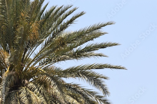 Beaut  ful Green palm leaf background