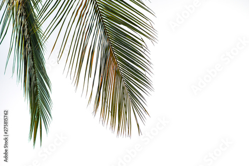 The tip of the coconut leaf, white background