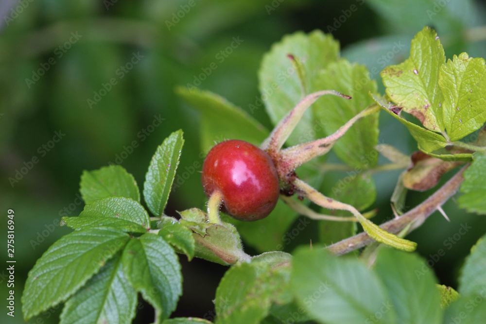 Rosa rugosa common names are rugosa rose, beach rose, Japanese rose, Ramanas rose, or letchberry Rosa rugosa common names are rugosa rose, beach rose, Japanese rose, Ramanas rose, or letchberry