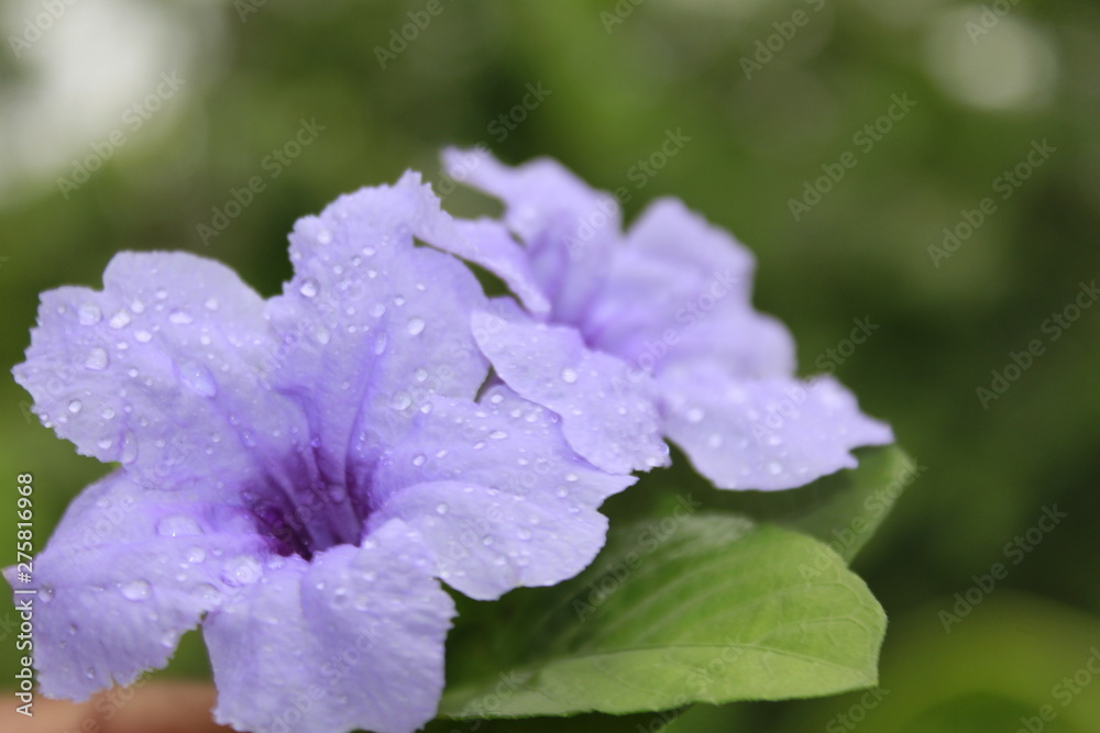 Funnel shaped violet colored flowers of Ruellia tuberosa, also known as minnieroot, fever root, snapdragon root, sheep potato. Funnel shaped violet colored flowers of Ruellia tuberosa, also known as minnieroot, fever root, snapdragon root, sheep potato.
