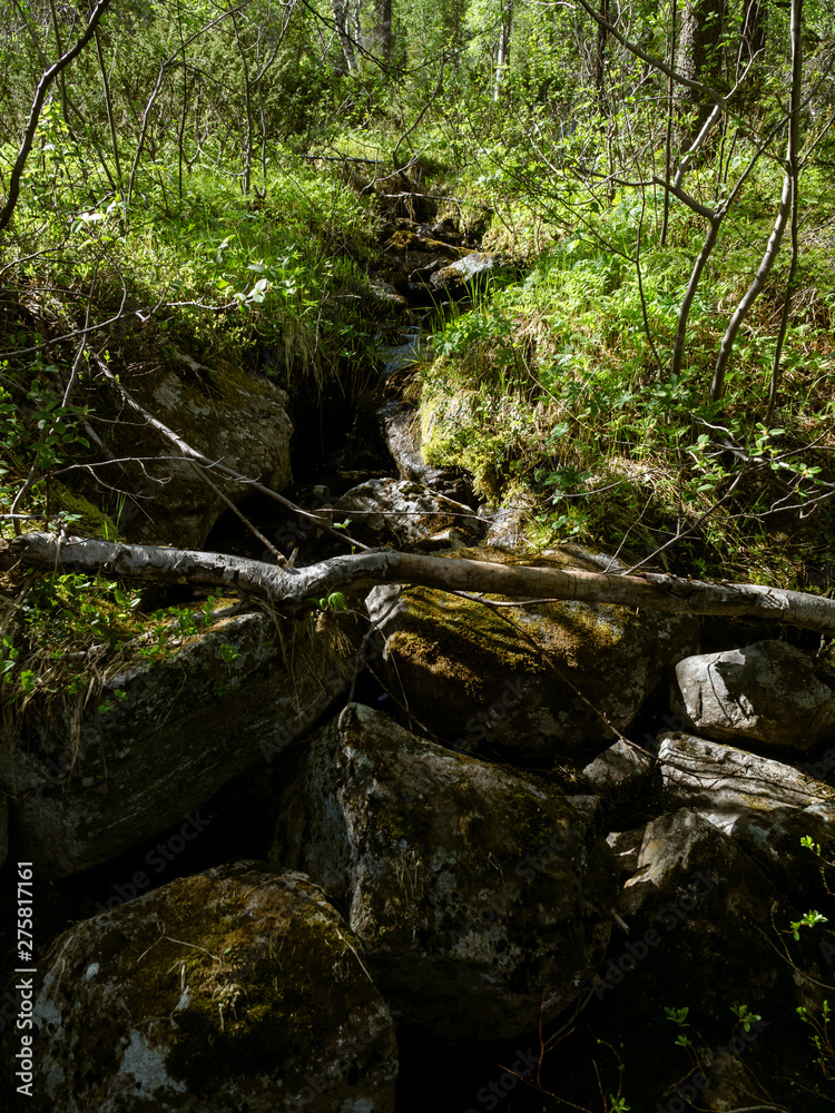 Northern forest river in the taiga