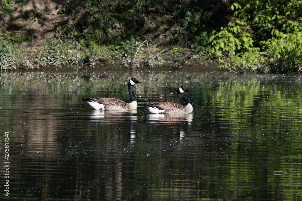 Canada Goose (Branta canadensis), Auvergne, France. Canada Goose (Branta canadensis), Auvergne, France.