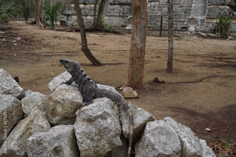 Fototapeta premium Leguan in Mexiko