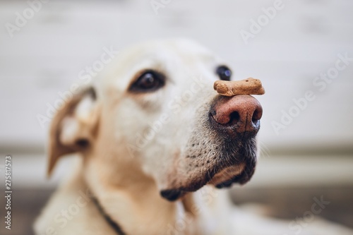 Dog balancing dog biscuit on his nose photo