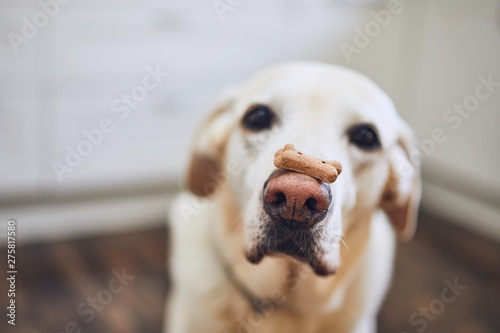 Dog balancing dog biscuit on his nose photo
