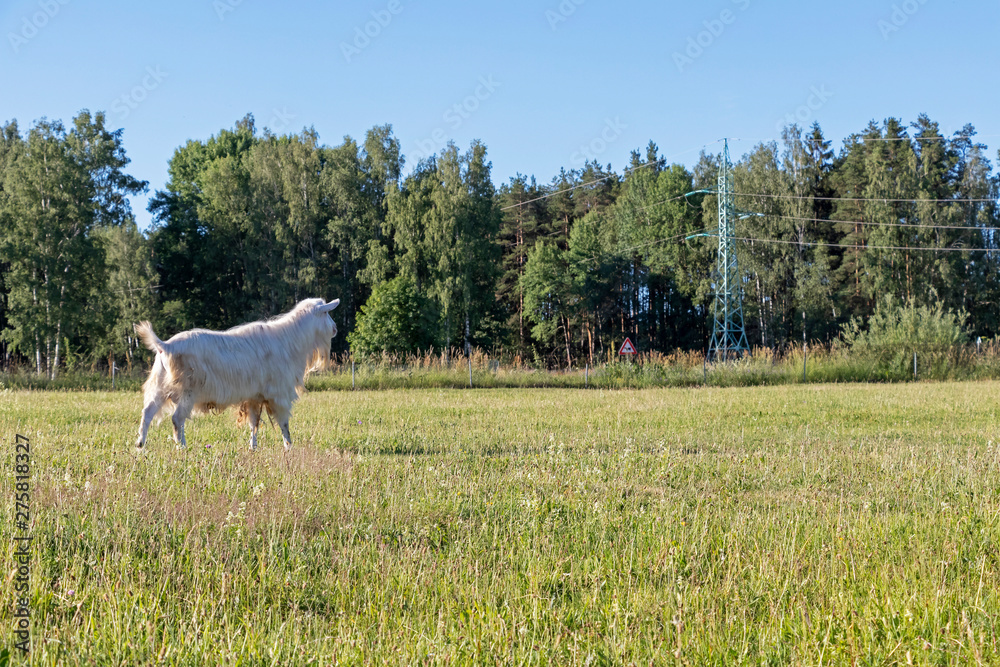 Fototapeta premium White buck, male goat in sustainable organic farm with green fields under blue sky