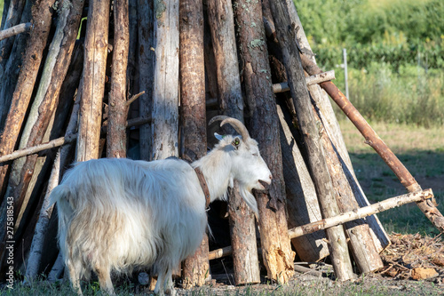 Background with Free-range white goat in sustainable organic farm with green fields under blue sky