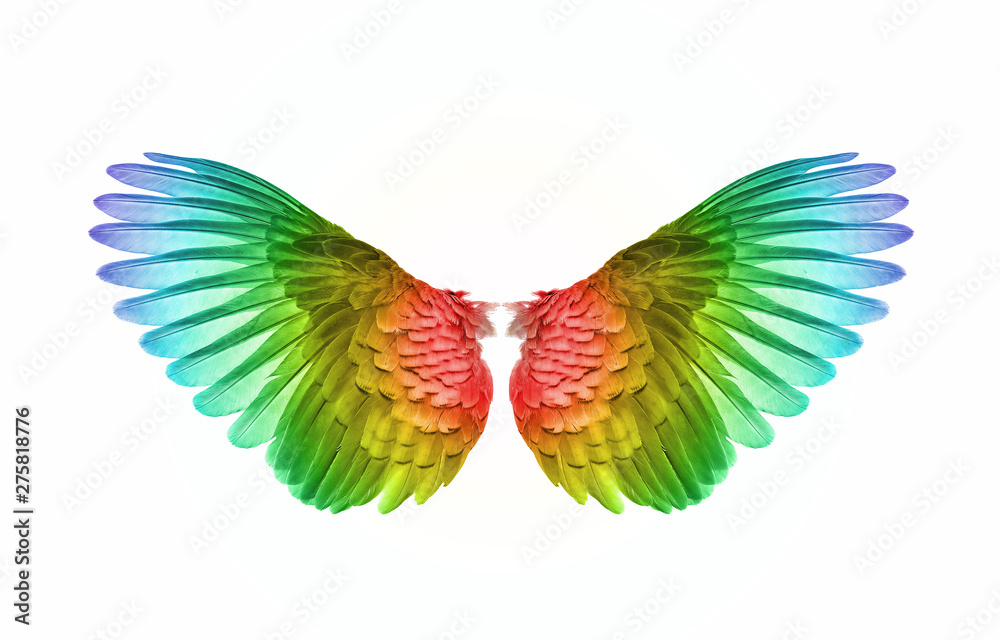 Fototapeta premium wings of birds on white background