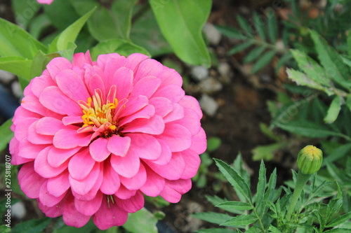 pink flower in the garden