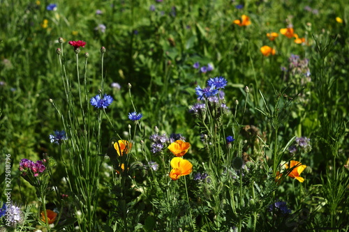 Fototapeta Naklejka Na Ścianę i Meble -  colorful flowers in the summer on a flower meadow
