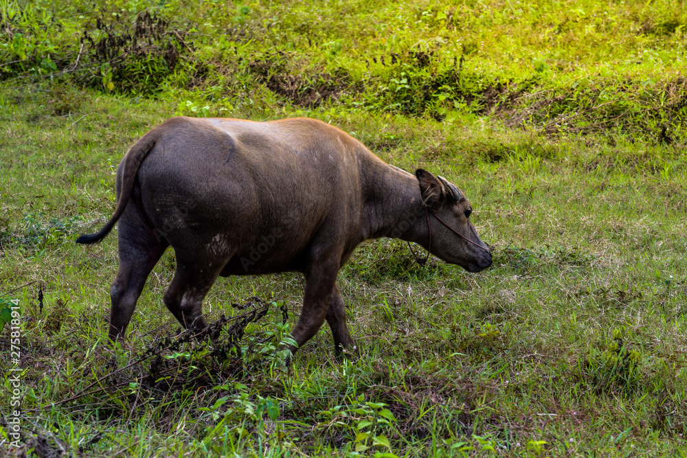 Fototapeta premium buffalo standing and grazing grass in the morning light, eating some fresh green grass in the farm. Buffalo in Southeast Asia