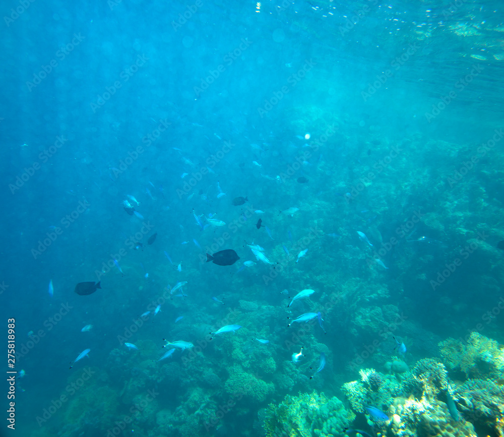 Fototapeta premium sea fish near coral, underwater