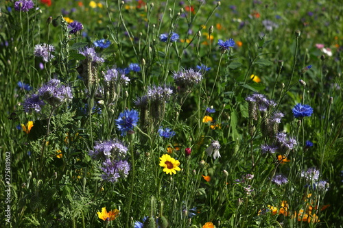 colorful flowers in the summer on a flower meadow