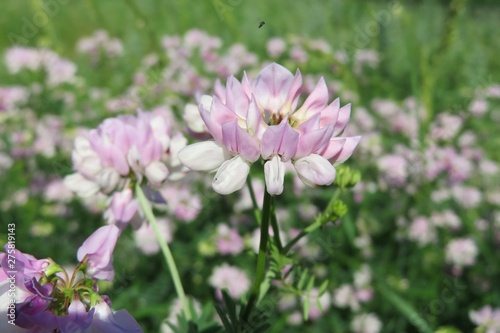 Coronilla flowers in the meadow  closeup