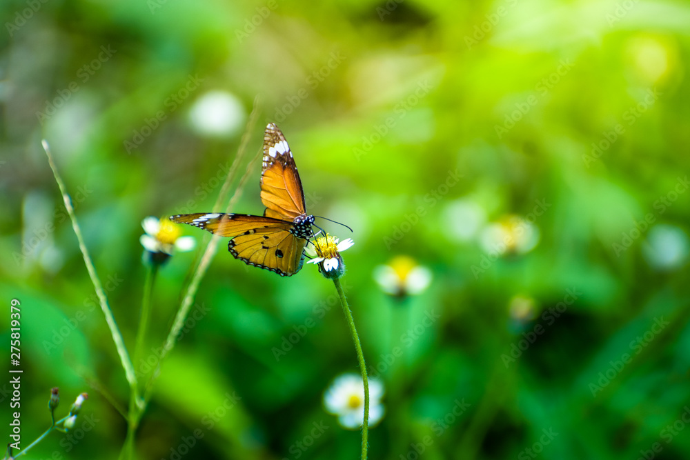 Butterflie with flowers and sunshine in the morning, blur background Butterflie with flowers and sunshine in the morning, blur background