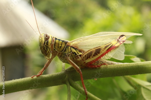 New born grasshopper