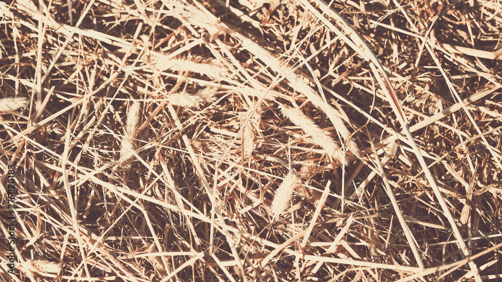 background of dry straw