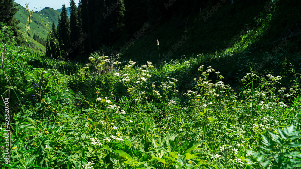 Obraz premium ferns in the forest