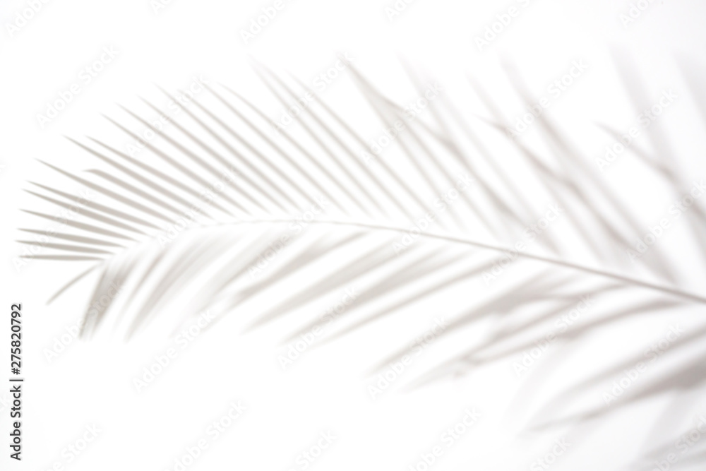 shadows of palm leaves on a white wall.natural leaves tree branch falling on white wall texture for background and wallpaper, shadows of palm leaves on a white wall.natural leaves tree branch falling on white wall texture for background and wallpaper,