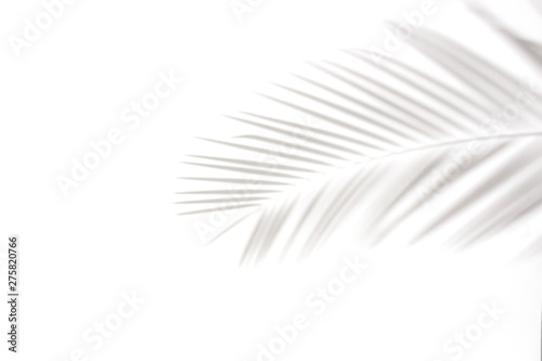 shadows of palm leaves on a white wall.natural leaves tree branch falling on white wall texture for background and wallpaper,