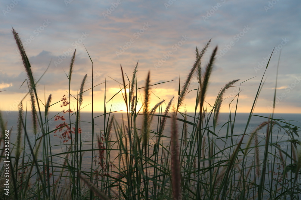 grass and sky