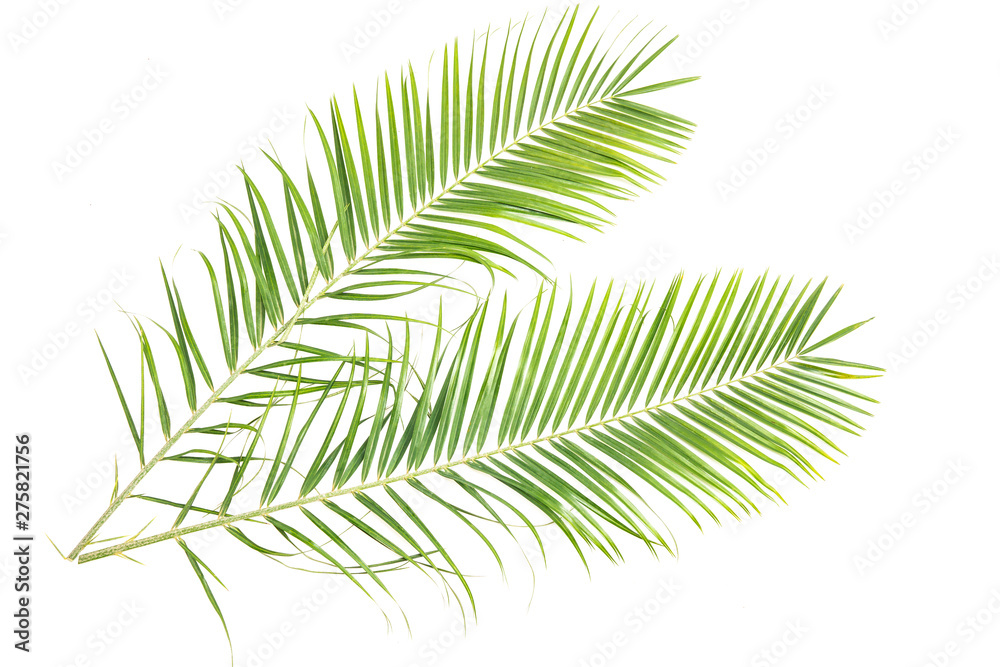 palm leaves on a white wall.Green leaves of palm tree palm leaves on a white wall.Green leaves of palm tree