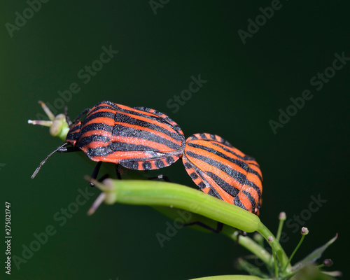 Graphosoma italicum is a species of shield bug in the family Pentatomidae. It is also known as the Italian striped bug, Crete