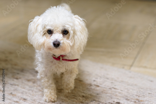 Cute little curly haired white toy poodle
