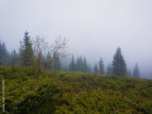 mountains landscape with green bushes and fir trees on the horizon in a foggy morning. Spring weather