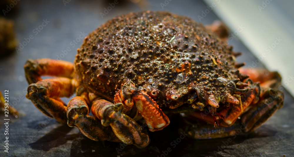 fresh seafood within the fish market in Spain - octopus, shells, shrimps, fish, oysters, lobster fresh seafood within the fish market in Spain - octopus, shells, shrimps, fish, oysters, lobster