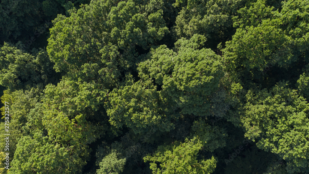 Aerial top view of summer green trees in forest in Carpathian mountains. Mukatchevo region, western Ukraine. Drone photography