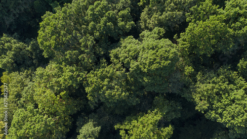 Aerial top view of summer green trees in forest in Carpathian mountains. Mukatchevo region, western Ukraine. Drone photography