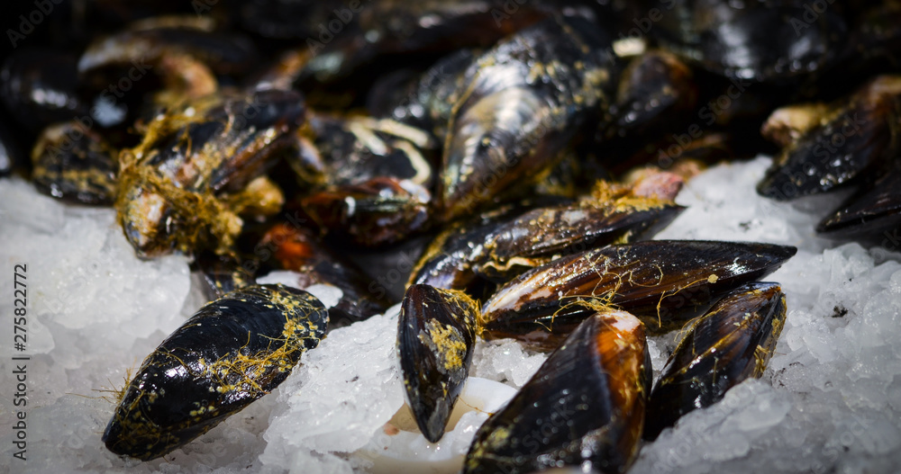 fresh seafood within the fish market in Spain - octopus, shells, shrimps, fish, oysters, lobster fresh seafood within the fish market in Spain - octopus, shells, shrimps, fish, oysters, lobster